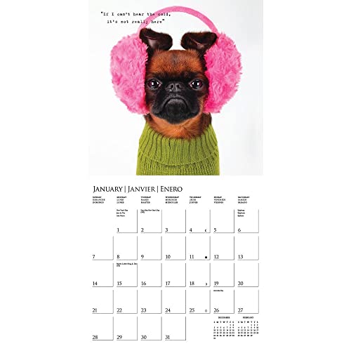 2024 Pawparazzi Wall Calendar 12"x12"