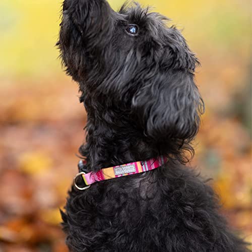 Lucky Love Dog Colorful Stripes Dog Collar Yellow Pink Blue Color Dog Collar Cute Dog Collar for Girl Dogs - (Medium Molly Collar)