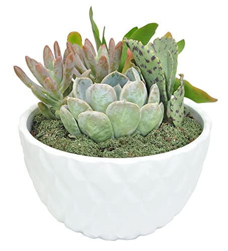 Costa Farms Live Succulent Garden Collection Live Succulent Plants in Décor Pot New House Plant Gift Son Room and Zen Garden Décor 6-Inches Tall