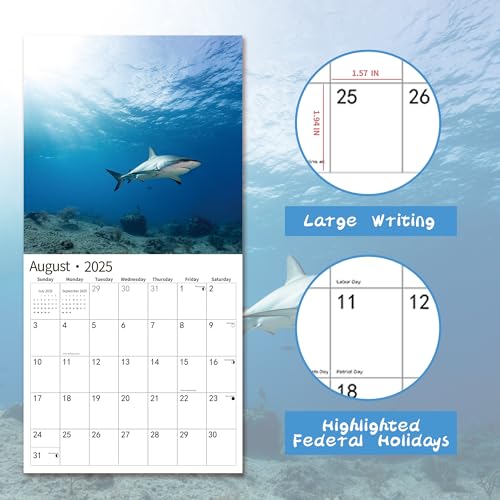 Windrio 2025 Shark Calendar: 12" x 24" Thick Paper